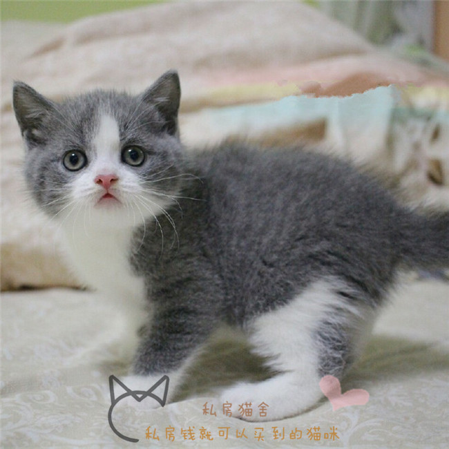 蓝猫幼猫英短幼体猫纯种活体宠物猫咪蓝白幼崽银渐层美短布偶活物