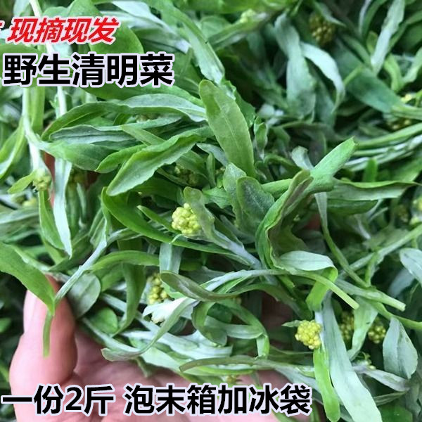 新鲜鼠曲草清明菜清明草佛耳草绒毛草艾草清明果团材料2斤包邮