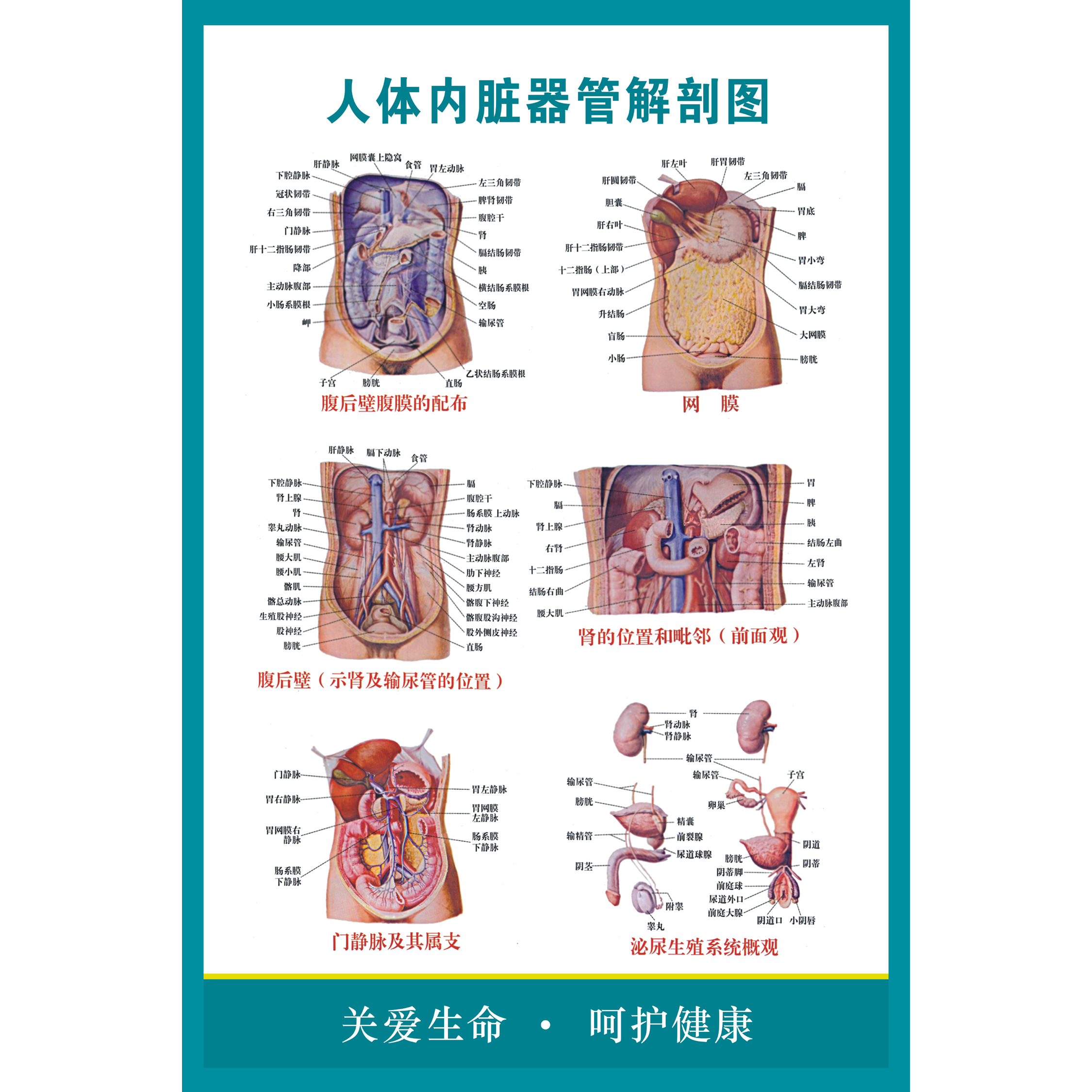 人体脏器结构医院挂图人体内脏器管解剖图医学知识位置分布图海报