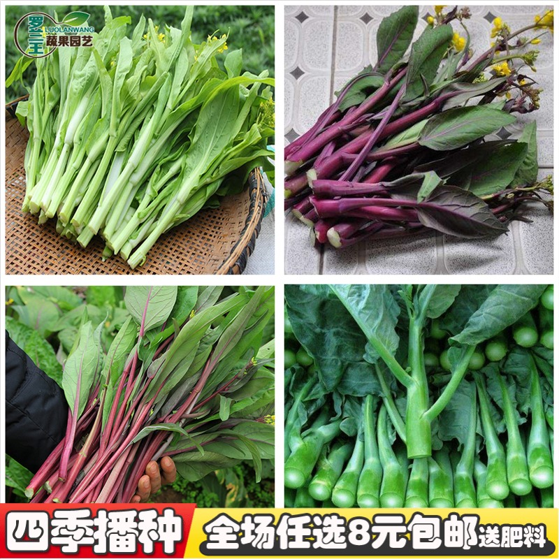 共1 件紫油菜种子相关商品