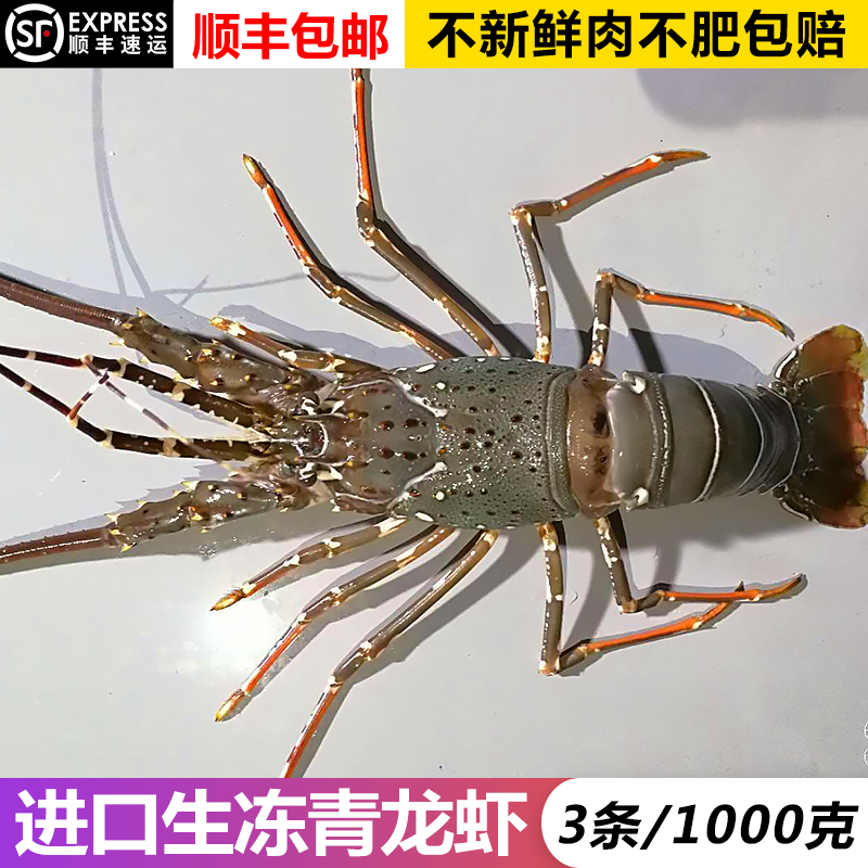 共108 件澳洲小青龙虾相关商品
