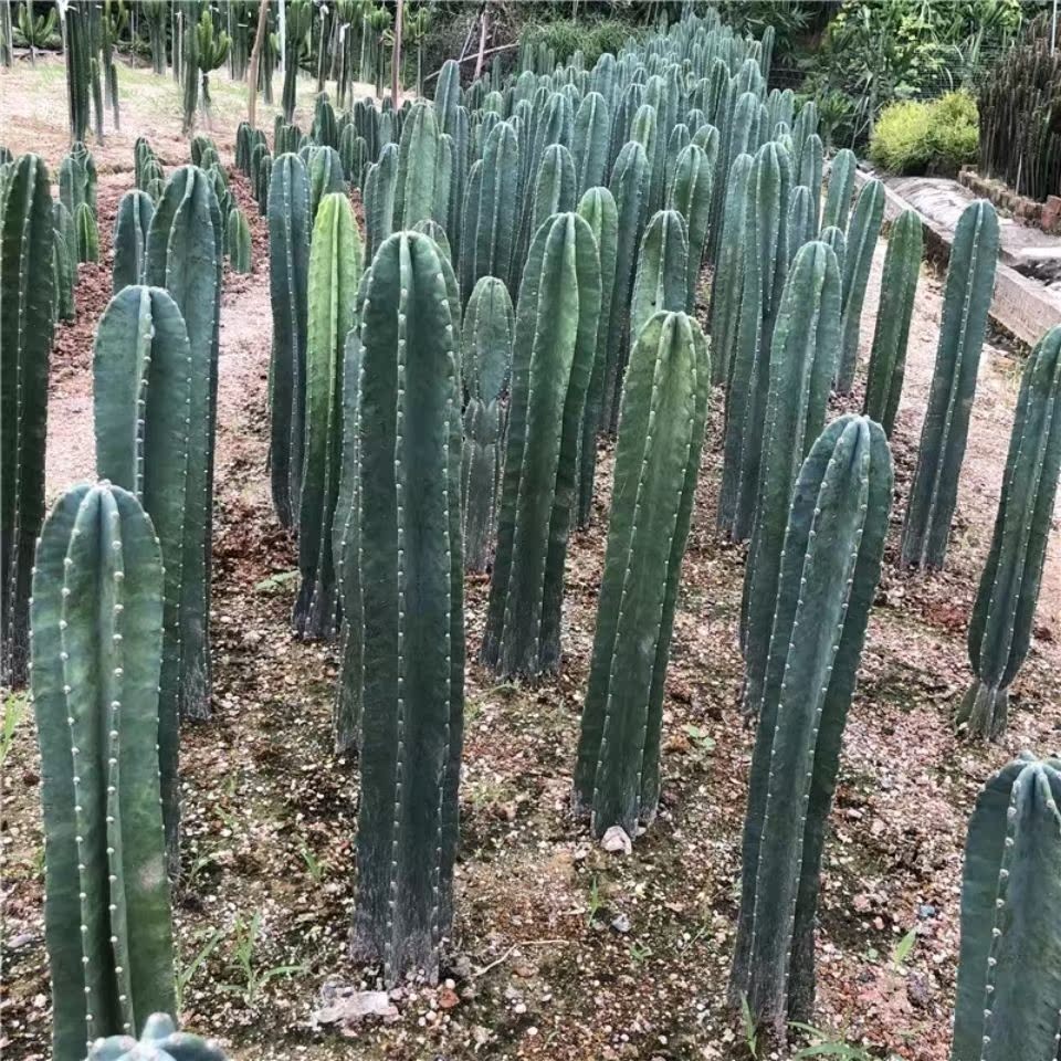 稀释甲醛植物好养擎天柱仙人掌四季青仙人柱量天尺无刺天轮柱多肉