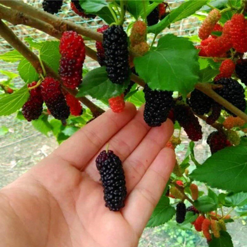 4斤顺丰 现摘冷冻新鲜桑葚水果泡酒酵素桑椹野生新鲜桑椹免洗桑果