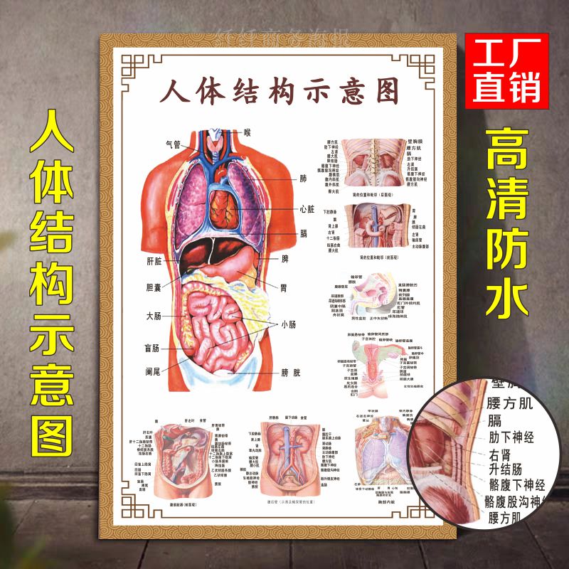 共134 件人体内脏解剖图相关商品