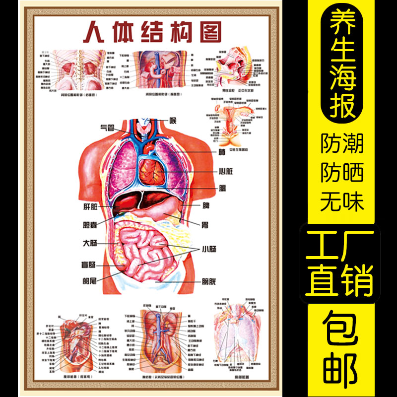 人体器官结构图挂图骨骼内脏儿童全身家用人体解剖肌肉骨骼图高清