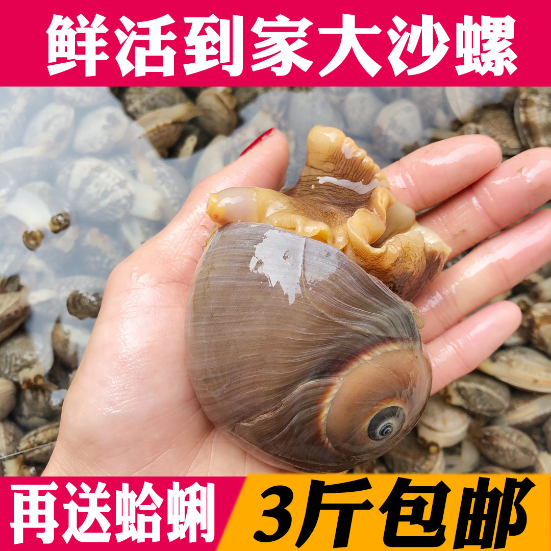 沙螺野生香螺新鲜大沙螺猫眼螺肚脐螺扁玉螺海鲜水产贝类12元250g