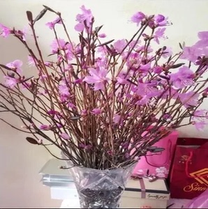 美产D'Addario达达里真的好吗 哪里买便宜价格