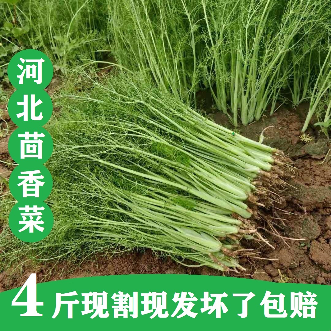 4斤茴香菜 新鲜带根包邮小茴香菜蔬菜荤香菜 河北头茬茴香苗回香