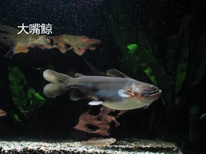 小石水族 大嘴鲸淡水鲸鱼魔鬼鲶鱼 猛鱼颈鳍鲶科大型鱼观赏鱼活体