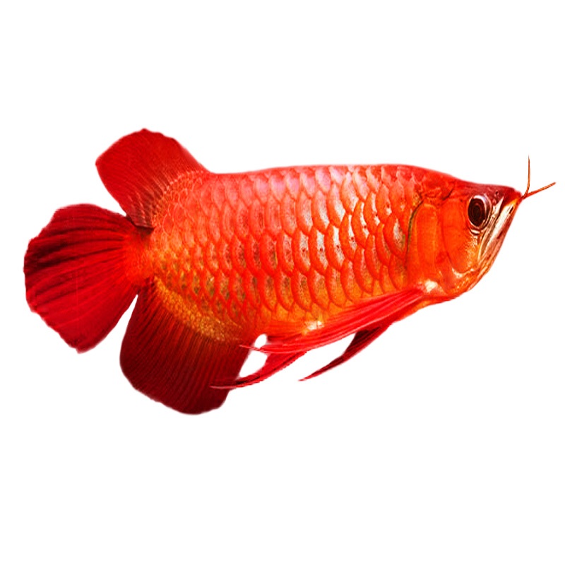 印尼辣椒红龙鱼紫艳红龙超血红龙鱼红金龙鱼苗活体观赏鱼苗热带鱼