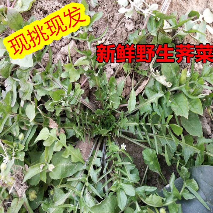 现挖新鲜野生荠菜 应季蔬菜 野菜地菜 野菜饺子馅 满4斤包邮