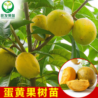 蛋黄果树苗鸡蛋果树苗-进口水果树苗 鸡蛋果苗