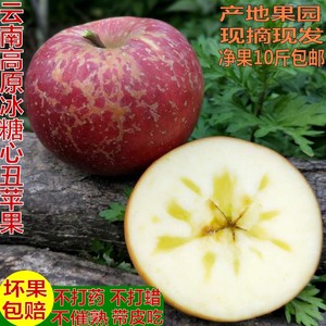 现摘云南冰糖心苹果原生态宾川野生丑苹果红富士新鲜水果10斤包邮苹果水果