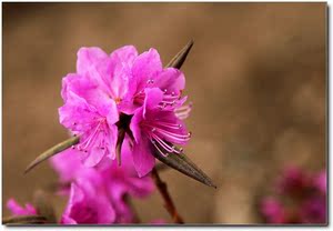 美产D'Addario达达里真的好吗 哪里买便宜价格