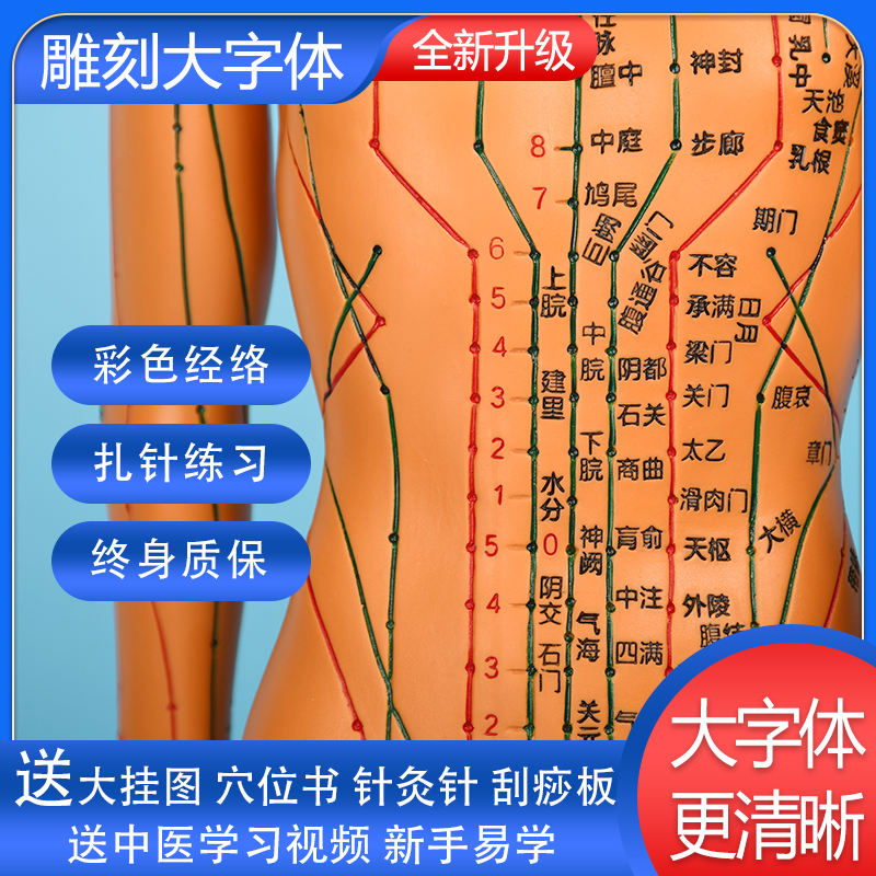 中医针灸人体穴位模型教学图家用男女全身大号铜十二经络小皮模特