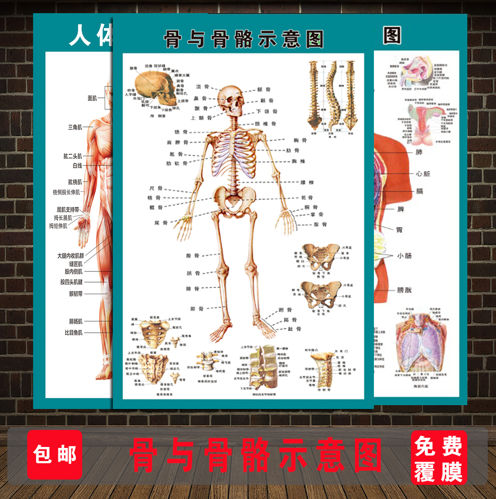 健身运动人体全身肌肉骨骼图解结构解剖挂图医院海报器官内脏展板