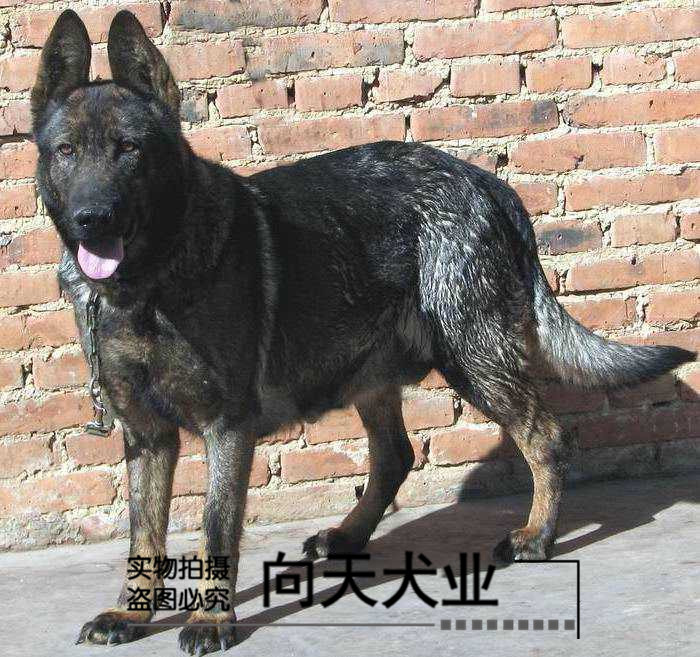 共3 件狼犬幼犬纯种相关商品