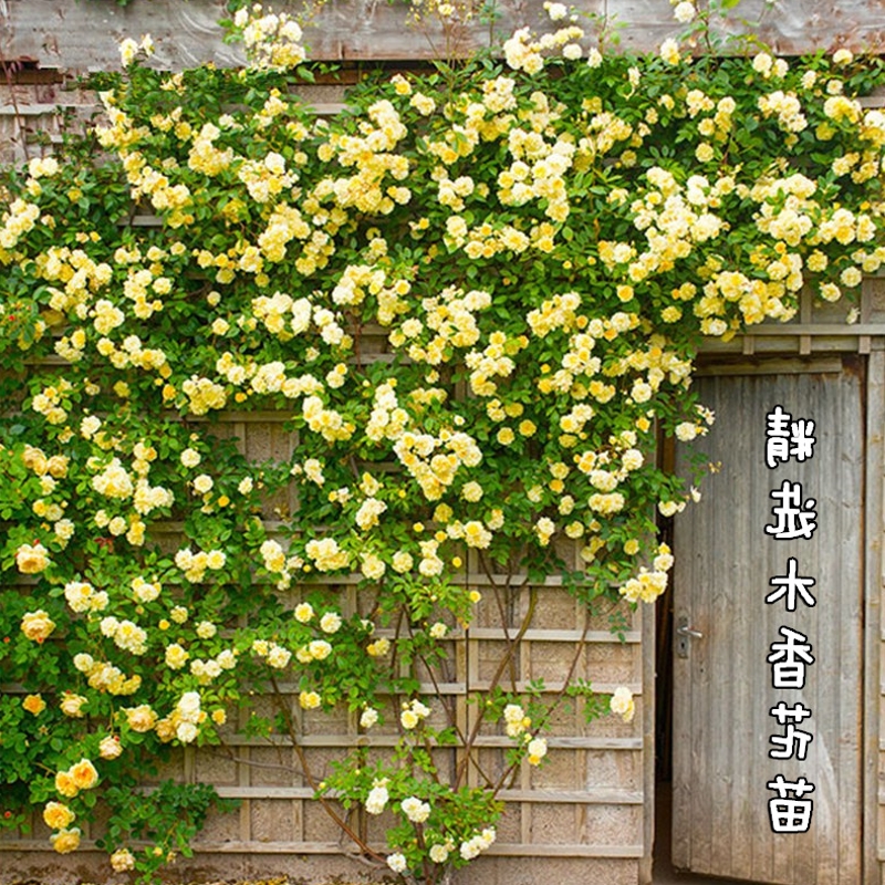 黄色木香花苗爬藤植物浓香四季蔷薇花苗庭院花卉盆栽黄白色木香七