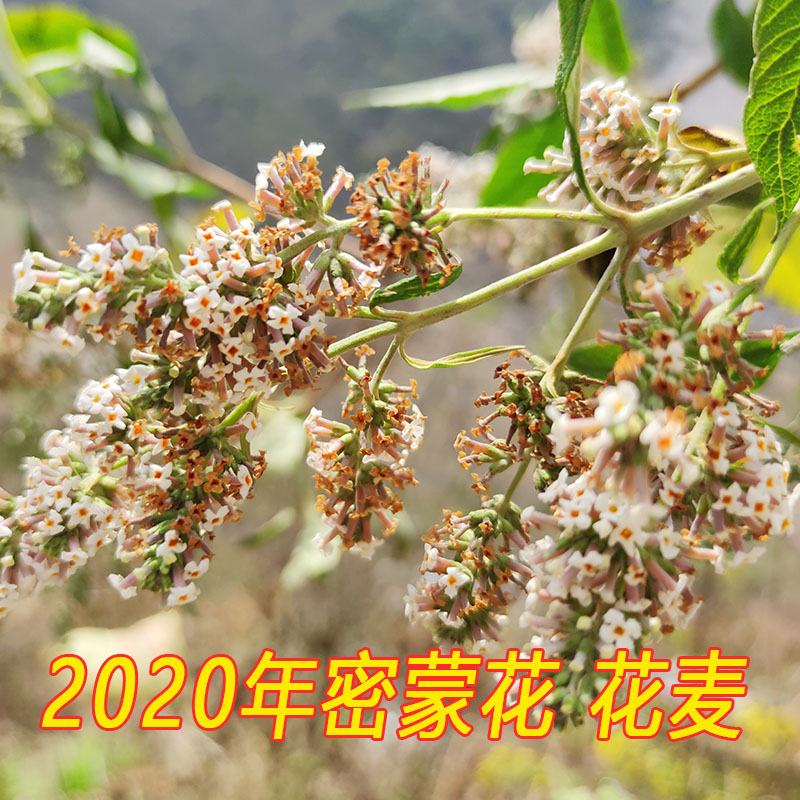 广西百色密蒙花花麦100g包邮五色糯米饭植物染料黄米饭黄香花彩色