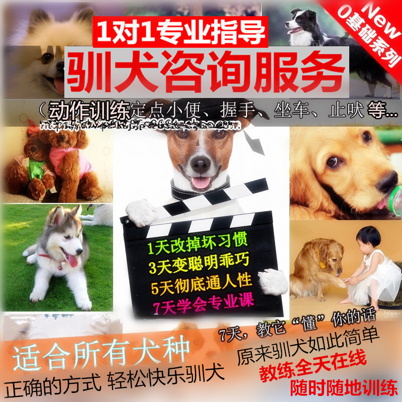 训犬教程宠物训狗师一对一金毛拉布拉多狗幼犬大小便上厕所狗训练