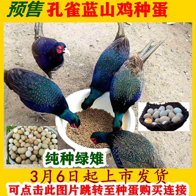 孔雀蓝野鸡种蛋七彩山鸡受精蛋受精率高可孵化小野鸡苗绿雉鸡种蛋