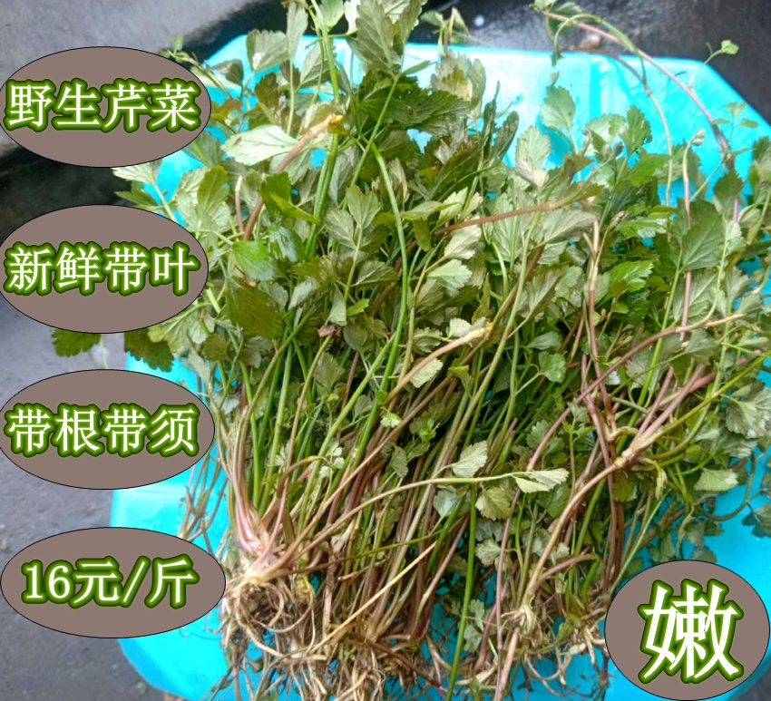 贵州新鲜野生芹菜细叶本地芹旱芹其它时令蔬菜整株带根叶2斤包邮