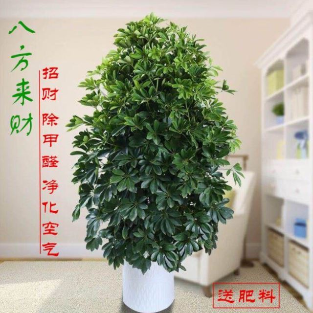 大型客厅室内盆栽花卉鸭脚木绿植招财树七叶莲八方来财植物去甲醛