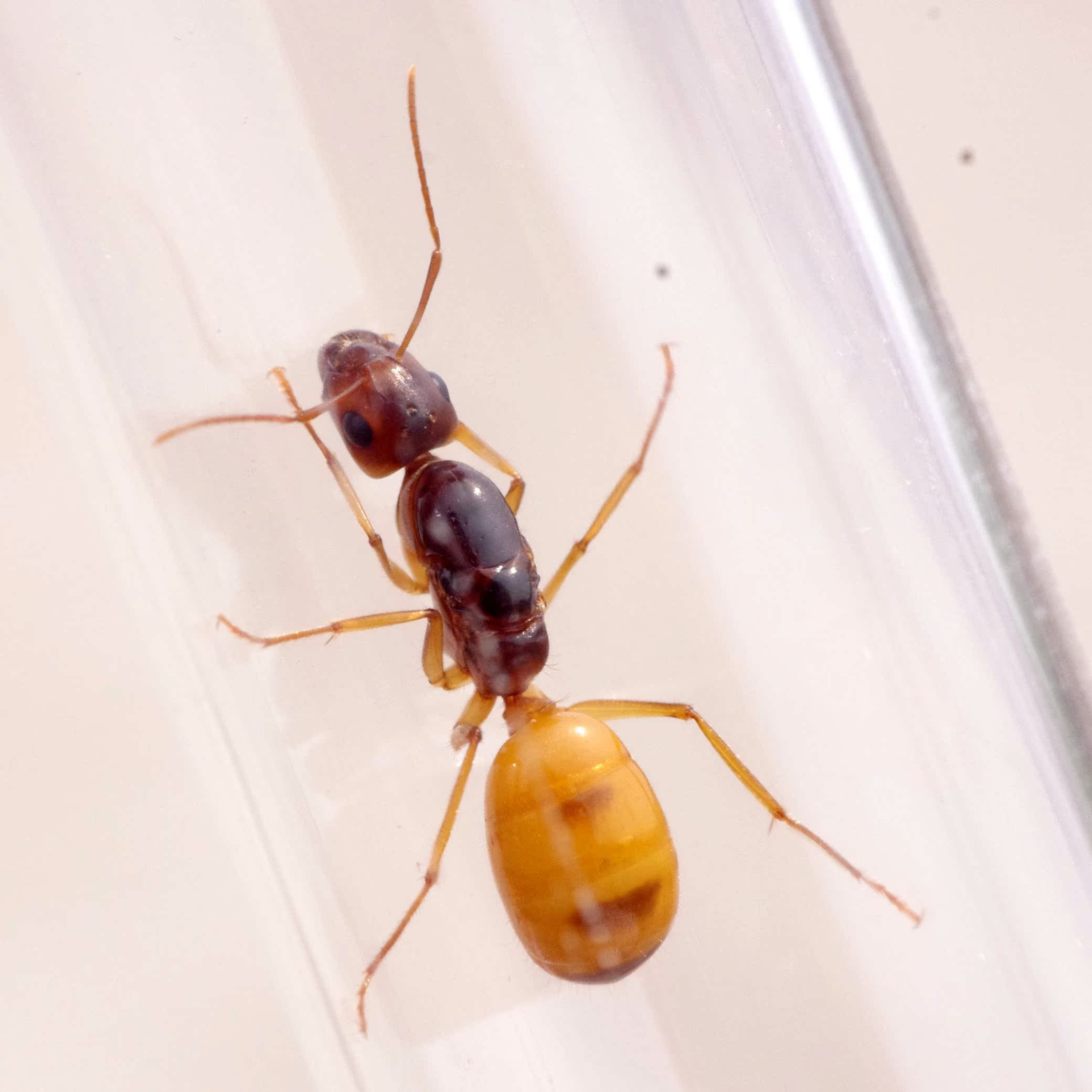 黑金土耳其弓背蚁camponotus turcestanus宠物蚂蚁世界工坊摄影