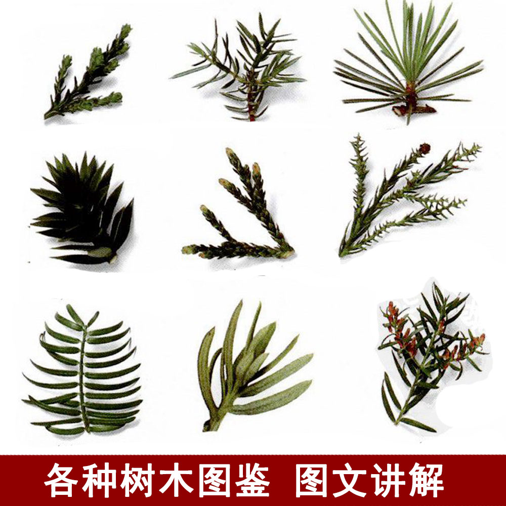 【z241】各种树木草本植物图鉴图谱图文讲解介绍绘画素材参考资料