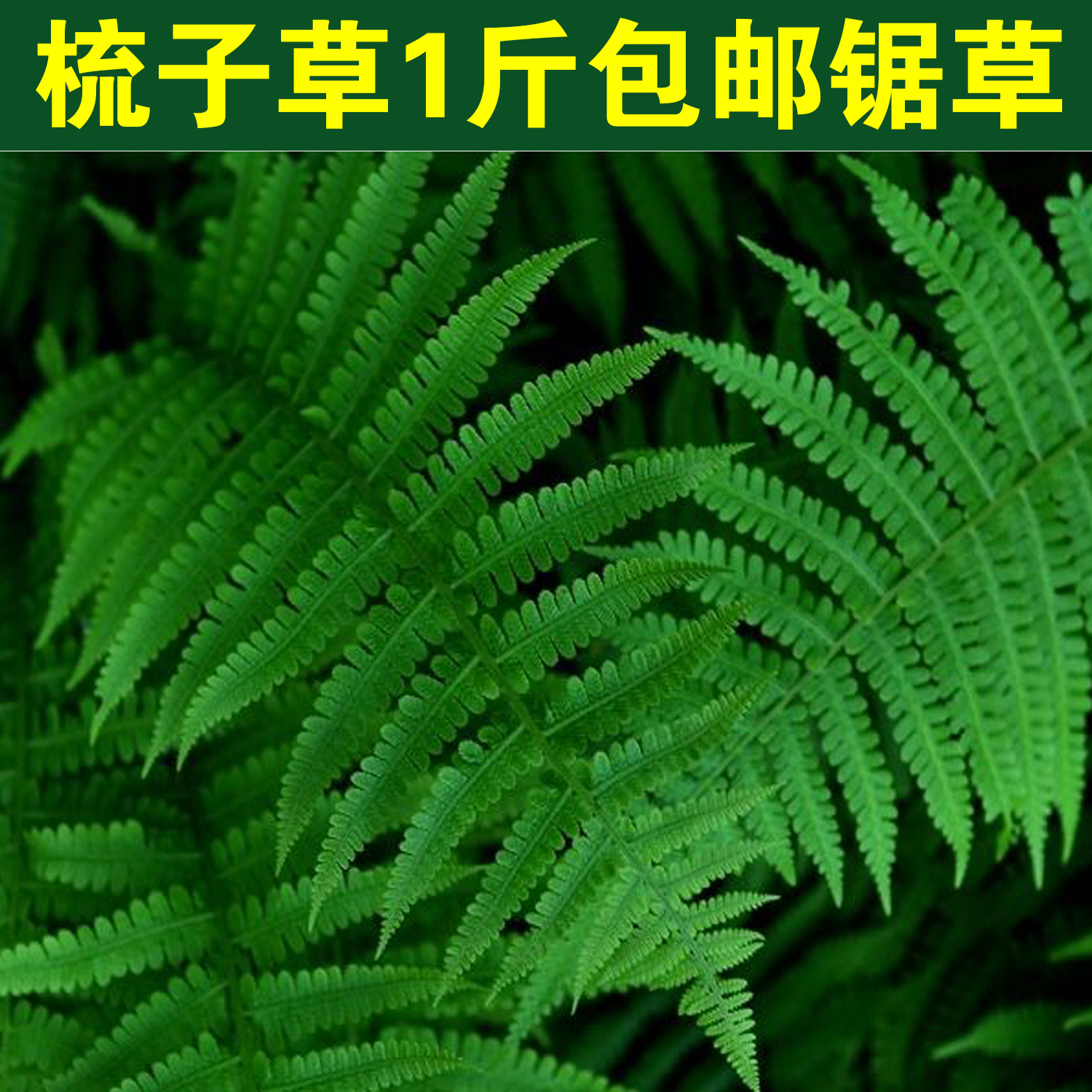 中药材梳子草半边旗半边蕨半边莲凤尾草半边梳锯草 铁蕨萁 罗曼蕨