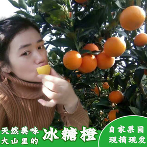 正宗麻阳冰糖橙当季橙子新鲜水果10斤包邮超甜现摘现发非赣南脐橙脐橙水果
