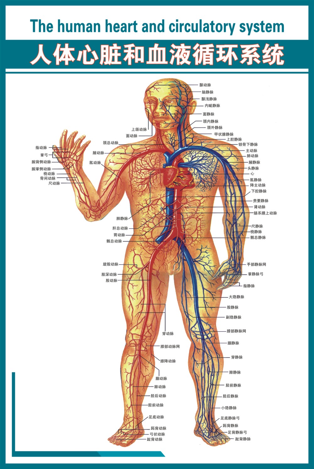心脑血管知识海报11《人体心脏和血液循环系统》写真海报覆膜防水