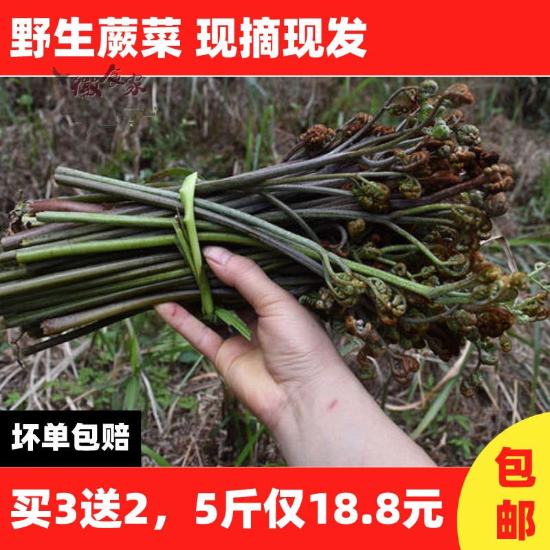 共451 件野生蕨菜新鲜相关商品