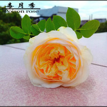 【朱丽叶 月季】_朱丽叶 月季推荐_品牌_价格