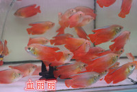 丽丽鱼-丽鱼彩裙鱼虎皮鱼黄蓝曼龙神仙鱼丽丽