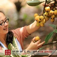 2014新采收枇杷种子 枇杷树籽 琵琶种子保证发