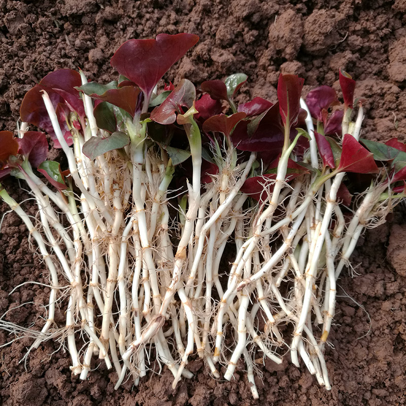 新鲜折耳根鱼腥草带叶叶子野生四川3斤凉拌折儿根种子种植鱼心草