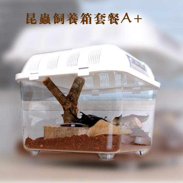 2020独角仙宠物甲虫成虫用品套餐昆虫饲养爬虫锹甲造景箱套装包邮