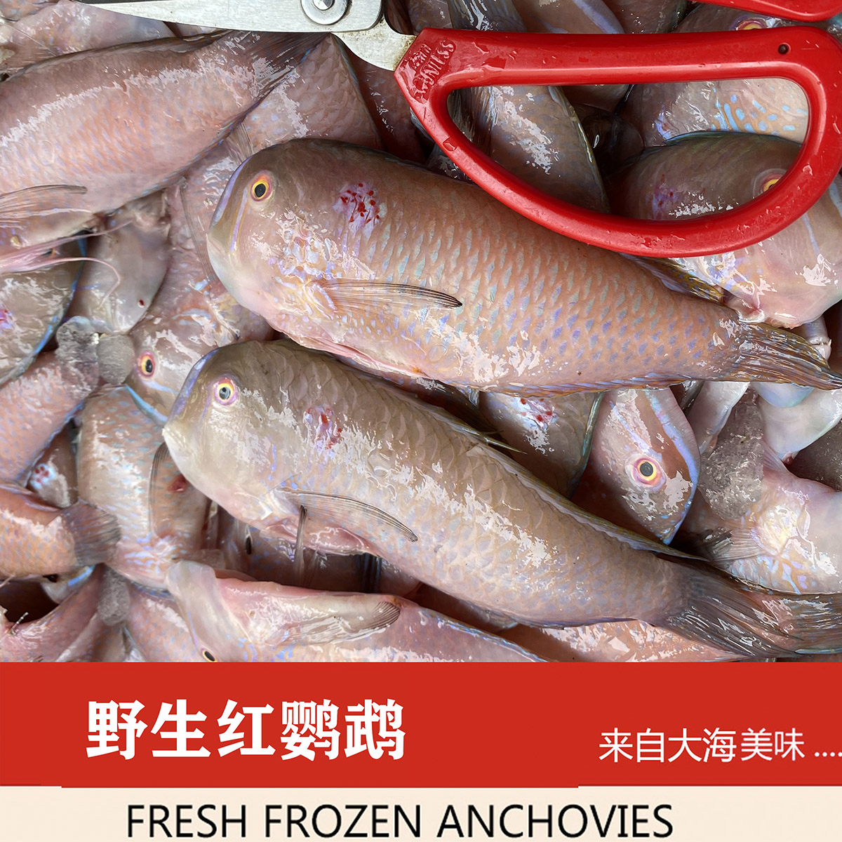 当天海捕深海鱼红鹦哥鱼 新鲜鹦鹉鱼 蓝猪齿鱼隆头鱼马头鱼500g