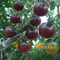黑色水果小番茄籽盆栽-菜籽黑宝石番茄种子 黑