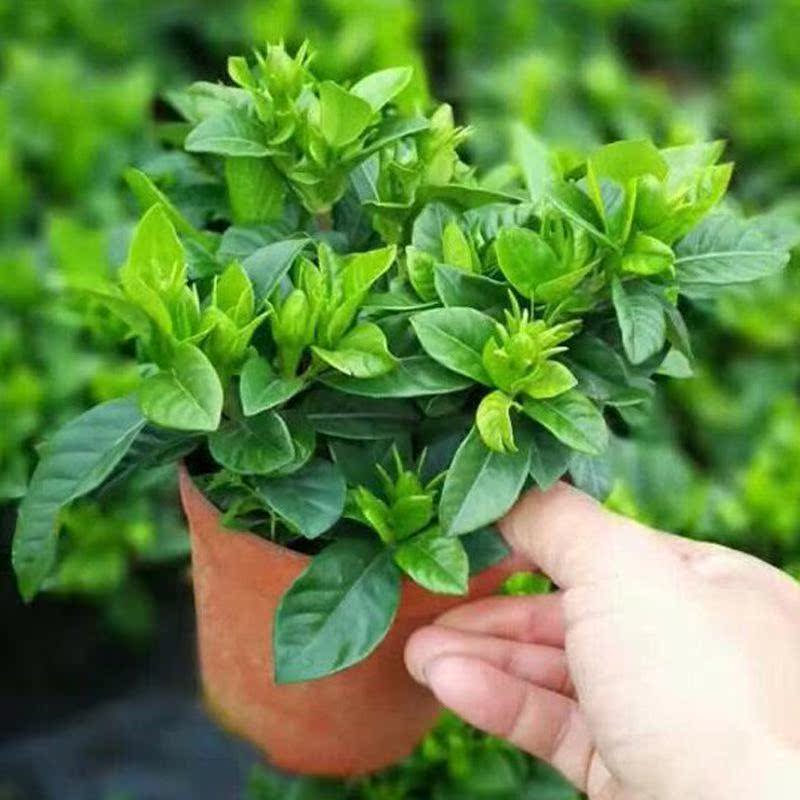 栀子花室内四季树苗枝枝花栀枝花开花盆栽花苞植物专用浓香型绿植