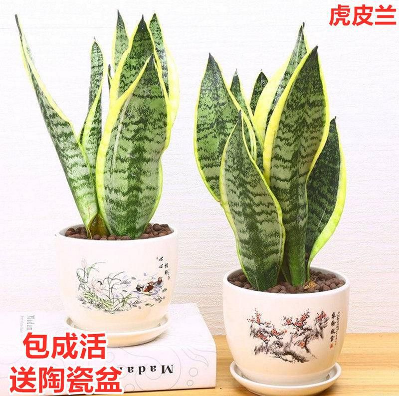 白玉清仓包邮圆叶绿植矮脚稀有植物盆栽裸黄金兰虎皮兰专用花盆