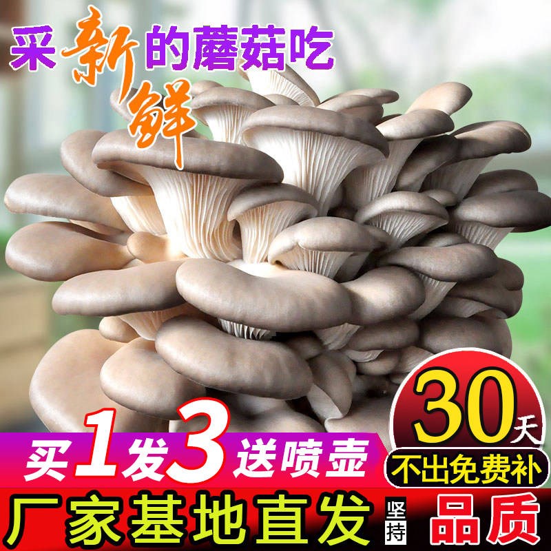 【买一发三】蘑菇菌包蘑菇种植包平菇菌棒香菇菌种菇种家庭食用菌
