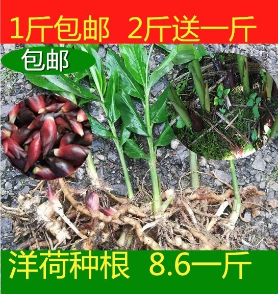 共64 件阳荷姜种子苗相关商品