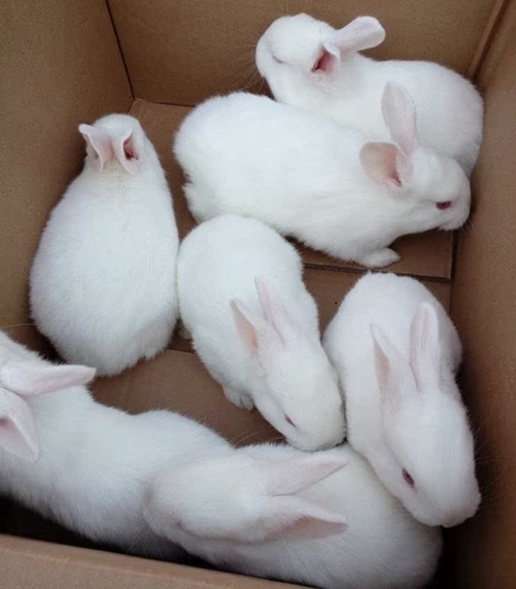 小白兔迷你活物宝宝小兔活的白兔大型肉兔活体宠物家养兔好活兔子