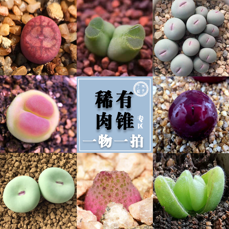 共8 件蝴蝶勋章肉锥相关商品