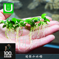 小水榕水草大合集阴性草金钱榕椒榕大巴榕丹麦