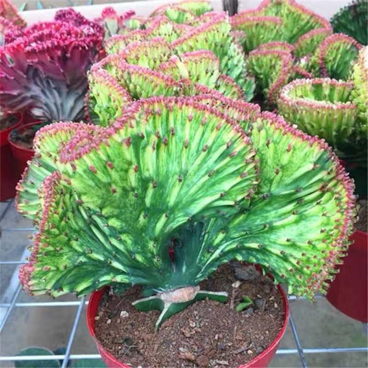 彩麒麟盆栽仙人掌植物室内花卉多肉阳台庭院彩叶麒麟带盆发货包邮