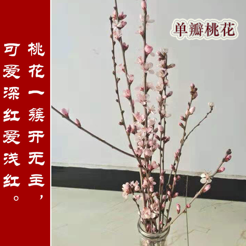 共1014 件仿真桃花树枝相关商品