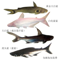 热带鱼观赏鱼活体 淡水蓝鲨鱼虎头鲨 大白鲨 成